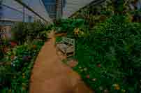 Jardineria
